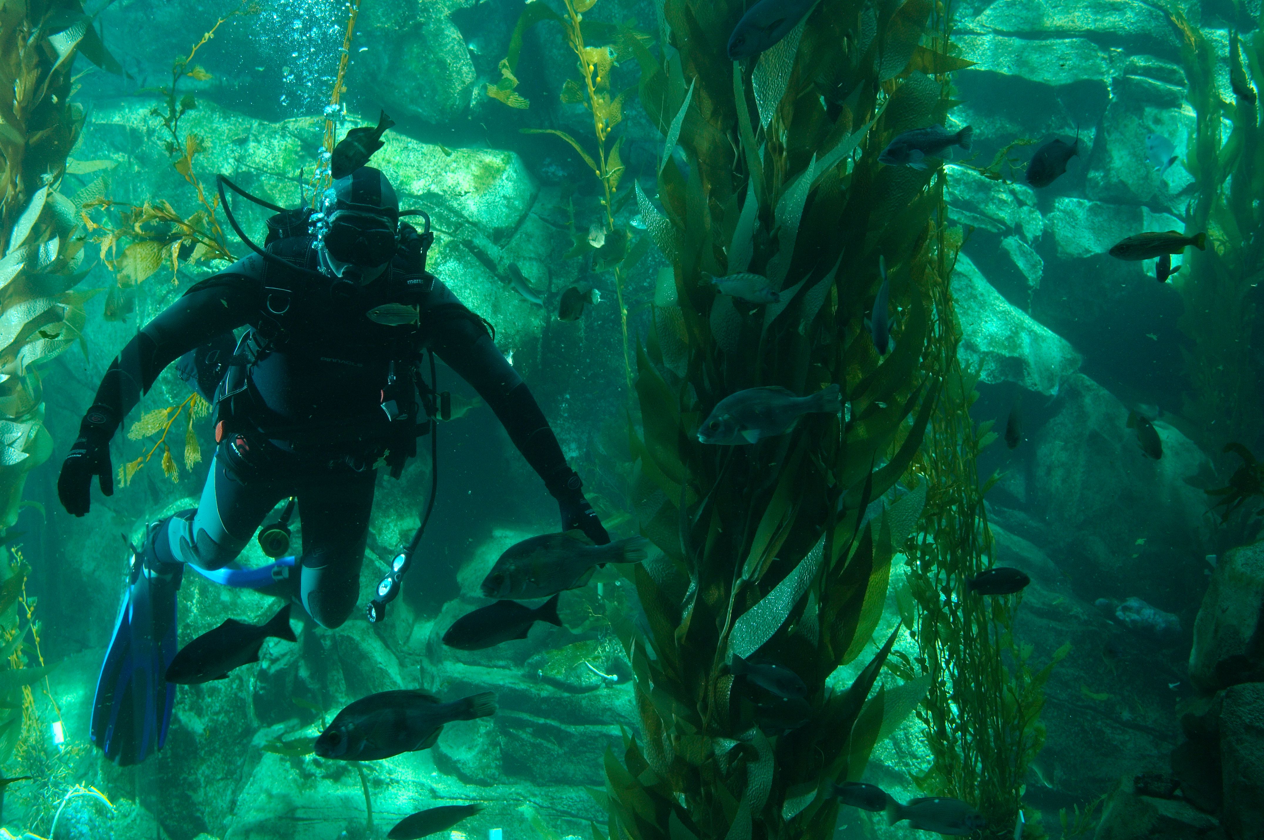 Diver inside Ecosystems Kelp Tank