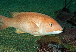 A pinkish-colored female sheephead fish