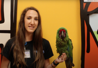 Keeper Erin holds a green military macaw 
