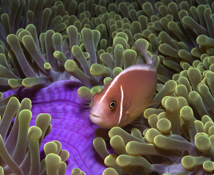 A pink anemonefish (Amphiprion perideraion) snuggles among an anemone in the tropical waters off Papua New Guinea during the filming of the IMAX film Under the Sea.