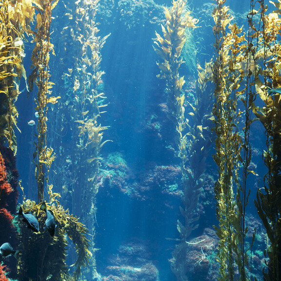Kelp Forest aquarium tank with live seaweed