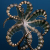 A Wunderpus phtogenicus doing a pinwheel-like somersault in the waters of Alotau in Milne Bay, Papua New Guinea, in the IMAX movie Under the Sea