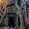 Trees Growing out of Ta Prohm Temple in Angkor Empire