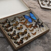 Butterfly specimens are displayed in a box.