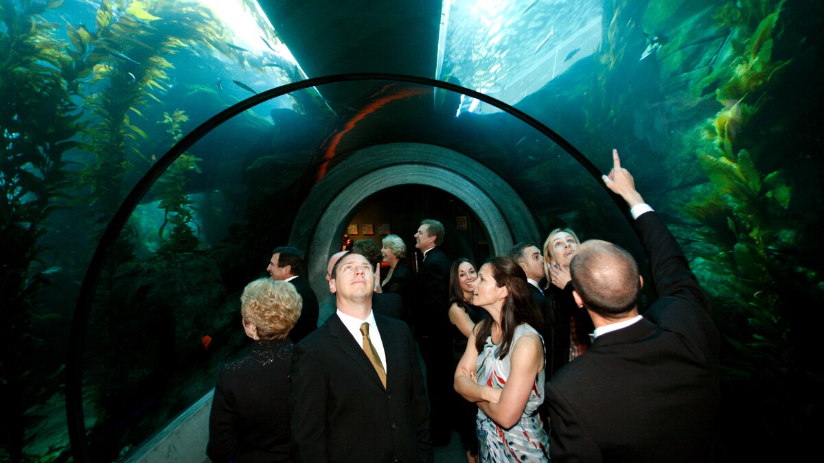 Event guest in formal attire in Kelp Forest Tunnel point to leopard shark