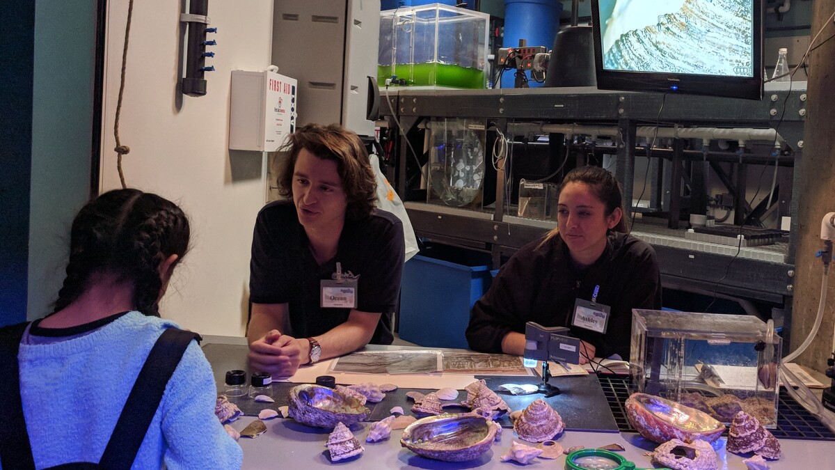 A visitor looks at many kinds of ocean shells while educators answer her questions.