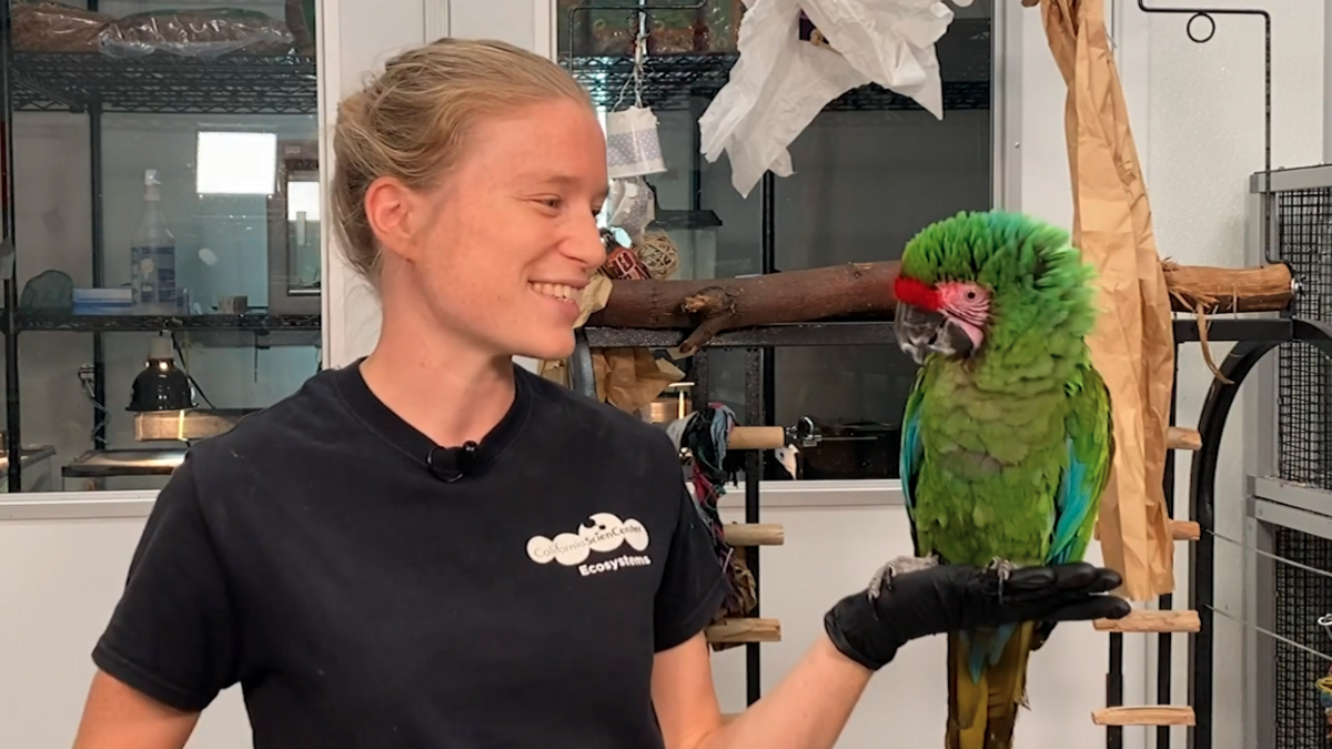 Animal Keeper Louise with a bright green macaw standing in her left hand