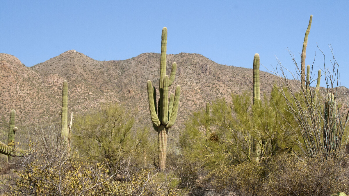 saguaro cactus stand among other desert plant species with large mountains in background
