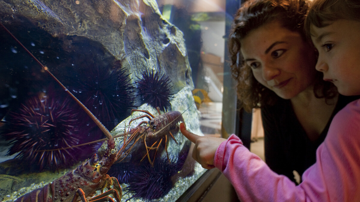 Mother and daughter observing lobsters inside Ecosystems fish tank