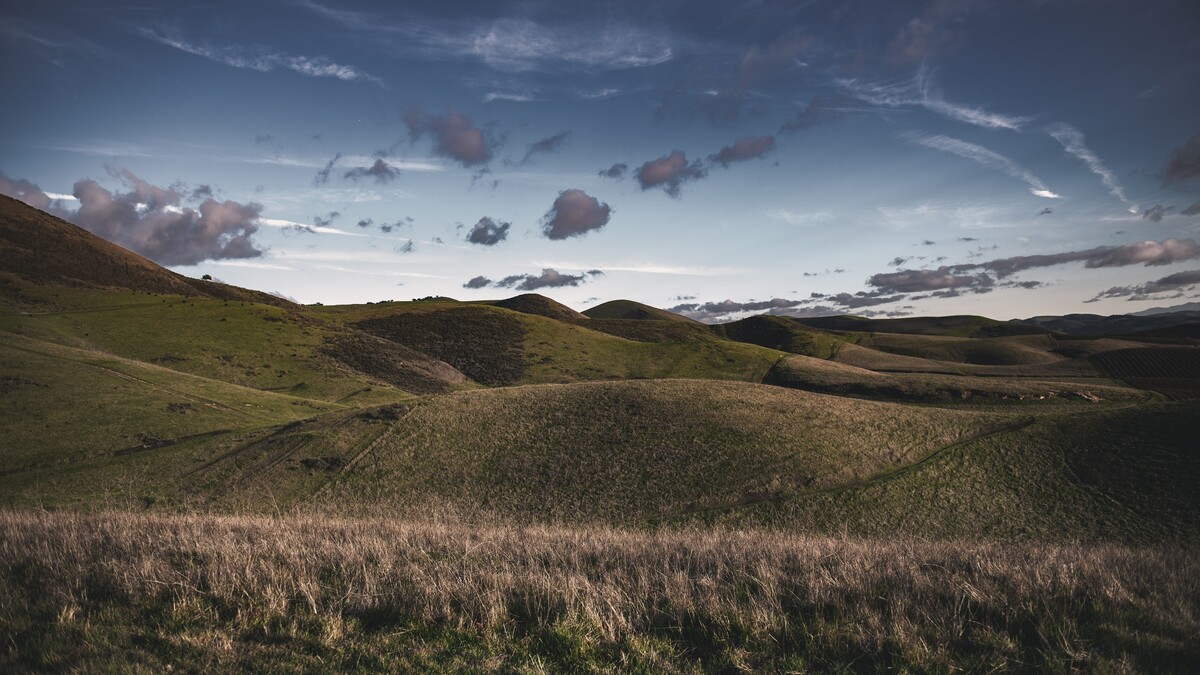 Rolling hills covered with different species of grass