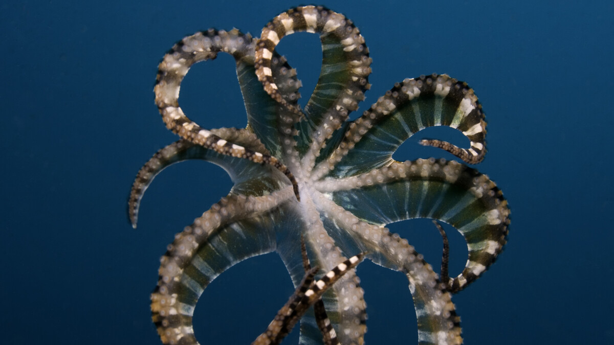 A Wunderpus phtogenicus doing a pinwheel-like somersault in the waters of Alotau in Milne Bay, Papua New Guinea, in the IMAX movie Under the Sea