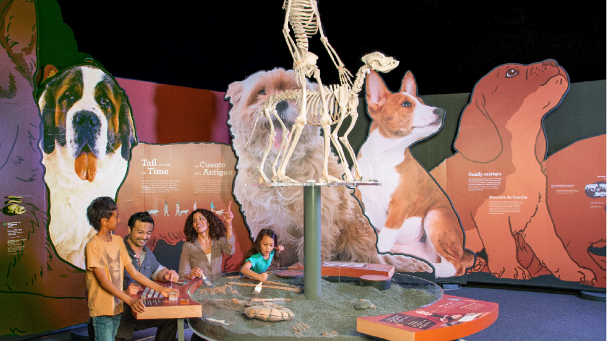 A human skeleton and a dog skeleton stand together on top of a pedestal above a fossil dig, with huge dog graphics in the background.