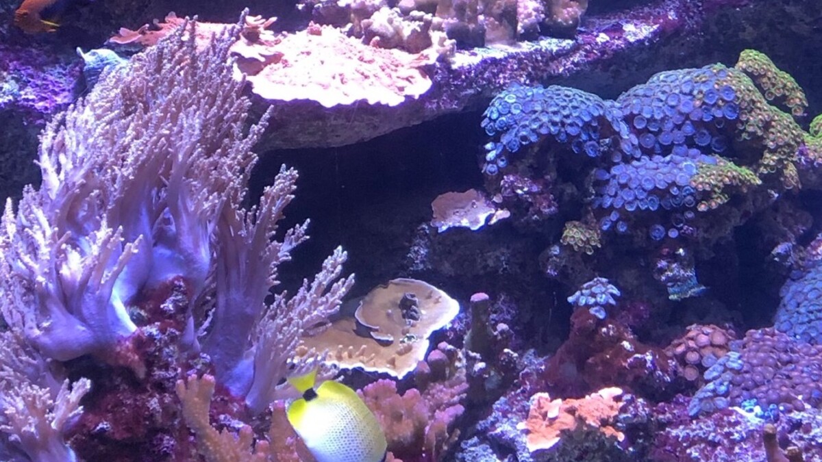 A diversity of corals and brightly colored fish in an aquarium