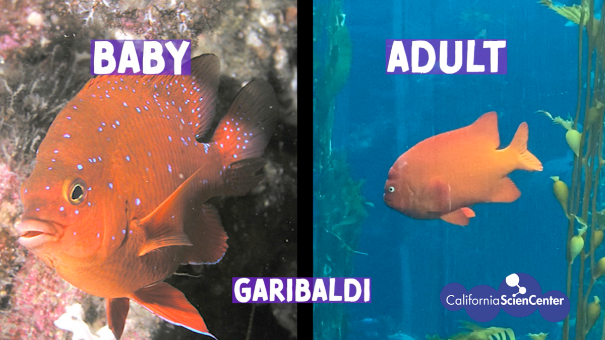 Side by side images of baby and adult garibaldi