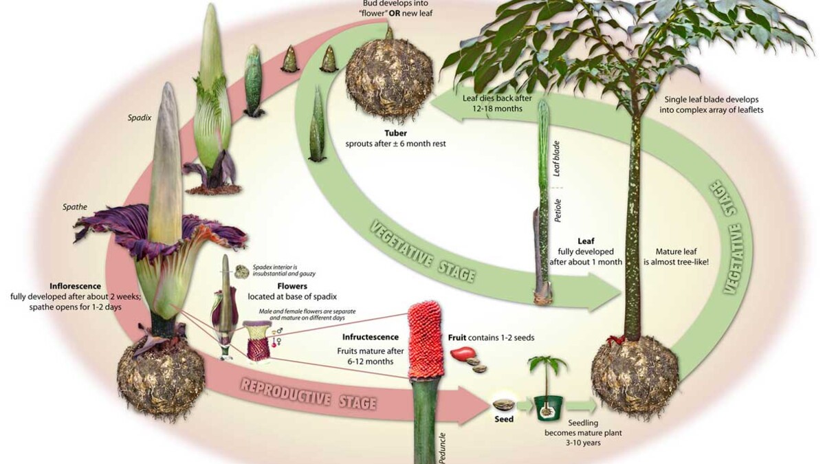 Corpse Flower Lifecycle