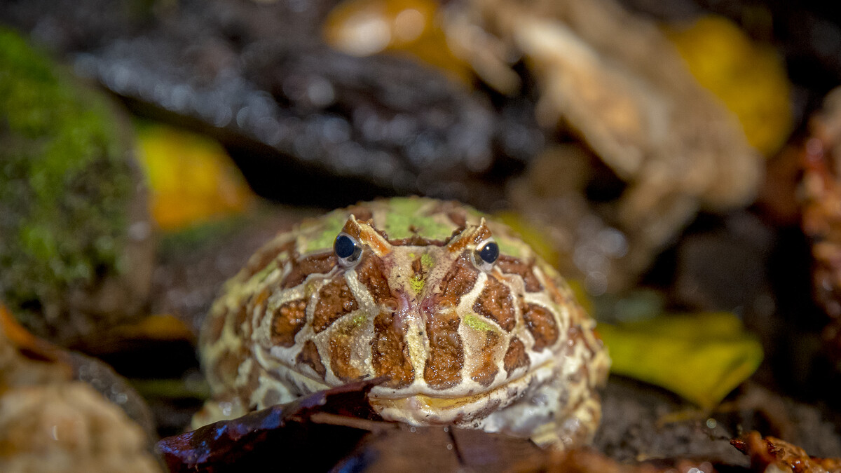 Amazon horned frog camouflages with the leaves on the Amazon Rainforest floor.