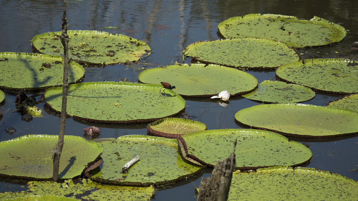 Bird sits on a giant lily pad on Amazon River.