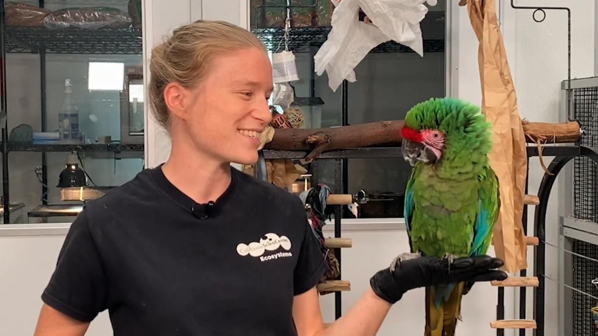 Animal keeper Louise with bright green macaw standing in her left hand