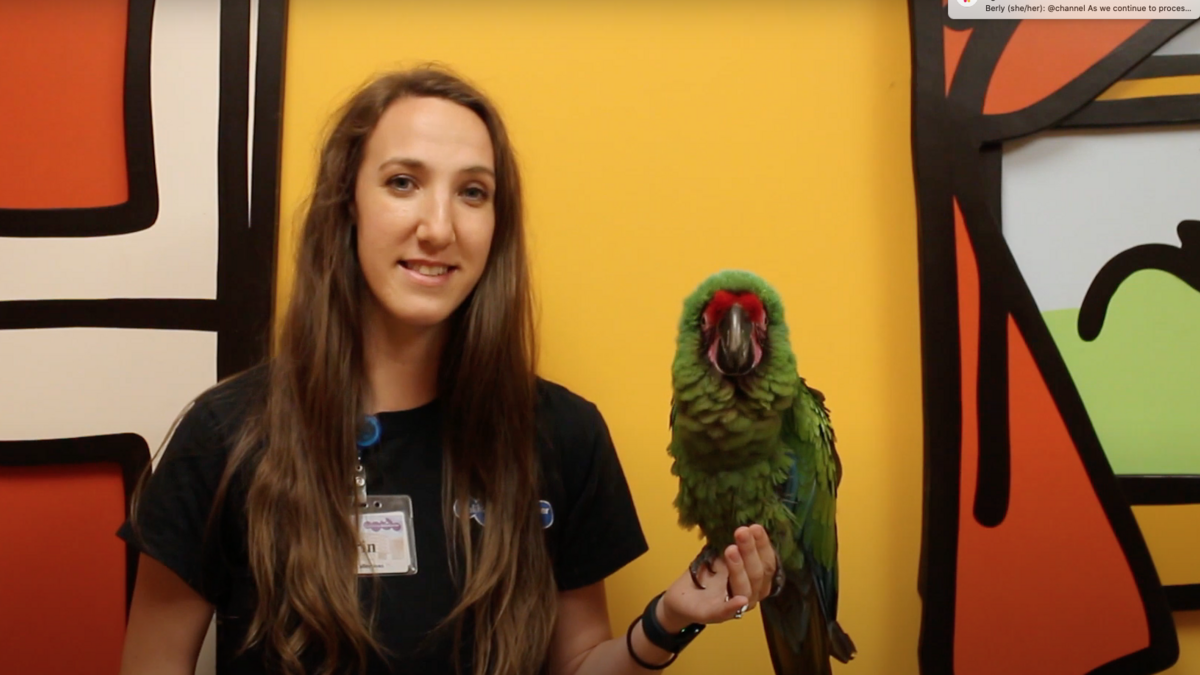 Keeper Erin holds a bird called a military macaw