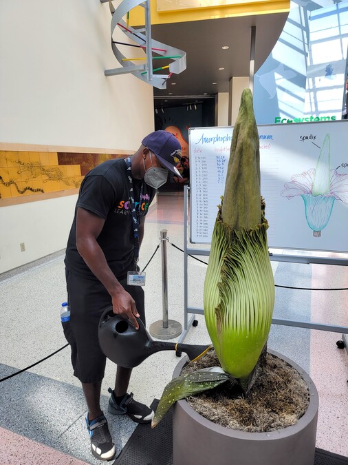 Corpse Flower on August 6
