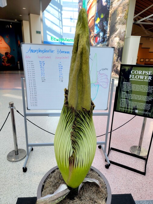 Corpse Flower on August 9
