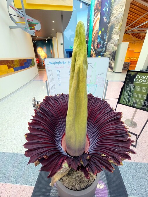 Corpse Flower on August 12