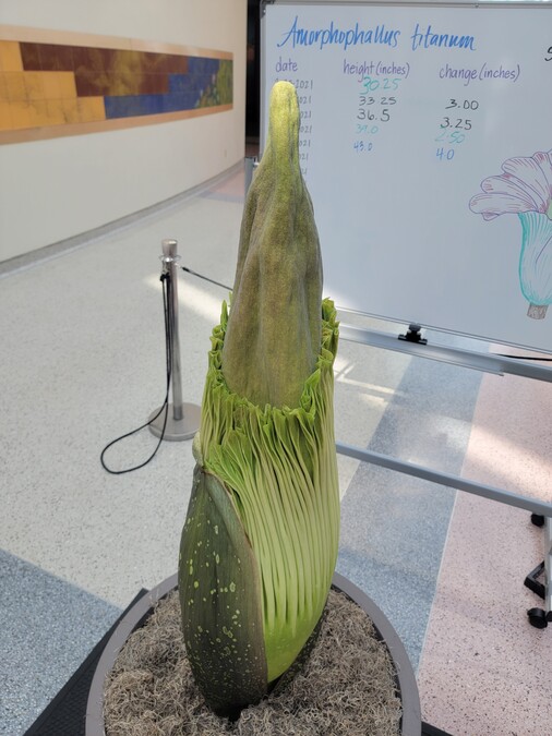 Corpse Flower on August 3