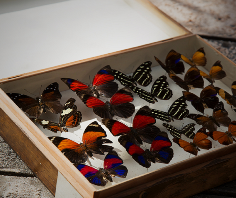 Various butterfly species are displayed in a box