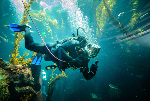 Diver giving thumbs up inside Ecosystems Kelp Tank